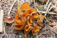 Attēlu rezultāti vaicājumam “Caloscypha fulgens”