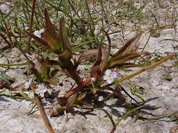 Attēlu rezultāti vaicājumam “Veronica scutellata bud”