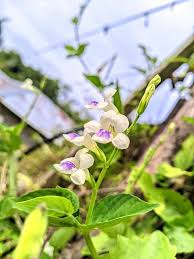 Attēlu rezultāti vaicājumam “Trachyspora intrusa”