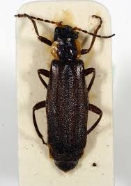 Attēlu rezultāti vaicājumam “Cantharidae”