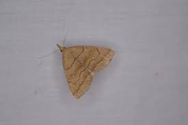 Attēlu rezultāti vaicājumam “Herminia tarsicrinalis”