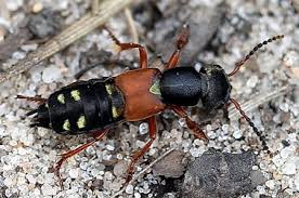 Attēlu rezultāti vaicājumam “Staphylinus erythropterus”