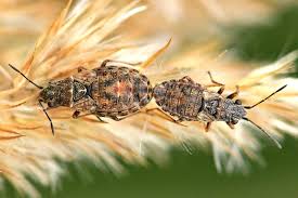 Attēlu rezultāti vaicājumam “Nithecus jacobaeae”