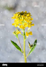 Attēlu rezultāti vaicājumam “Erysimum cheiranthoides flower”