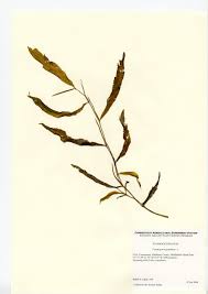 Attēlu rezultāti vaicājumam “Potamogeton gramineus”