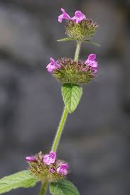 Attēlu rezultāti vaicājumam “Clinopodium vulgare leaf”