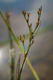 Attēlu rezultāti vaicājumam “Juncus alpinoarticulatus fruit”