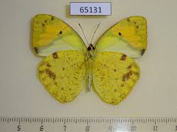 Attēlu rezultāti vaicājumam “Pieridae”