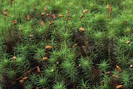 Attēlu rezultāti vaicājumam “Polytrichastrum pallidisetum cells”