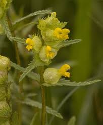 Attēlu rezultāti vaicājumam “Rhinanthus minor”