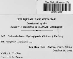 Attēlu rezultāti vaicājumam “Sphacelotheca hydropiperis”
