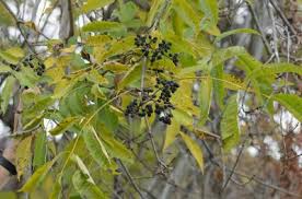 Attēlu rezultāti vaicājumam “Phellodendron amurense”