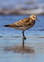 Image result for Calidris melanotos