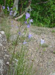 Image result for Campanula affinis
