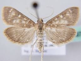 Attēlu rezultāti vaicājumam “Mecyna flavalis”