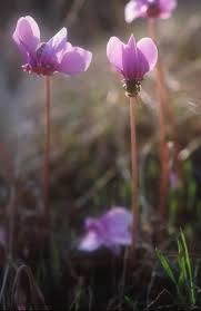 Image result for Cyclamen persicum