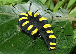 Attēlu rezultāti vaicājumam “Acronicta alni larva”