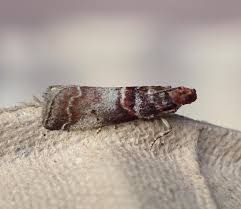 Attēlu rezultāti vaicājumam “Acrobasis advenella”