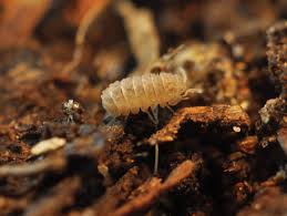 Attēlu rezultāti vaicājumam “Oniscoidea”