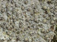 Attēlu rezultāti vaicājumam “Lecanactis abietina”