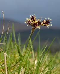 Attēlu rezultāti vaicājumam “Luzula campestris”