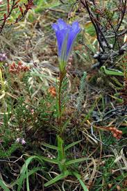 Attēlu rezultāti vaicājumam “Gentiana pneumonanthe flower”