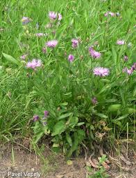 Attēlu rezultāti vaicājumam “Centaurea jacea fruit”