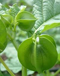Attēlu rezultāti vaicājumam “Nicandra physalodes”