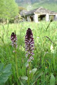 Attēlu rezultāti vaicājumam “Orchis ustulata”