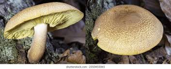 Attēlu rezultāti vaicājumam “Tricholomopsis decora”