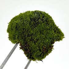 Attēlu rezultāti vaicājumam “Bryum caespiticium”