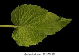 Attēlu rezultāti vaicājumam “Phyteuma spicatum fruit”