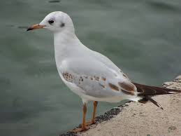 Image result for Chroicocephalus ridibundus