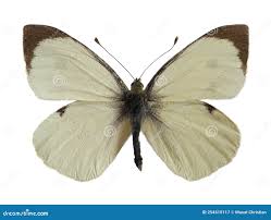 Attēlu rezultāti vaicājumam “Pieris brassicae male”