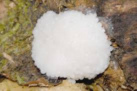 Attēlu rezultāti vaicājumam “Stemonitidaceae”