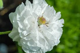 Image result for Papaver somniferum White Cloud