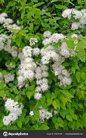 Attēlu rezultāti vaicājumam “Spiraea chamaedryfolia flower”