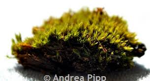 Attēlu rezultāti vaicājumam “Schistidium apocarpum”