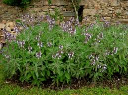 Image result for Salvia officinalis
