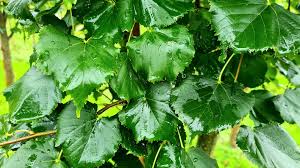 Attēlu rezultāti vaicājumam “Tilia cordata”