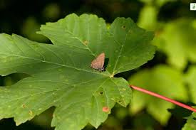 Attēlu rezultāti vaicājumam “Satyrium w-album underside”