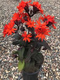 Attēlu rezultāti vaicājumam “Silene x arkwrightii Vesuvius flower”