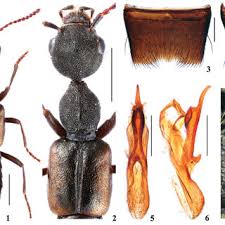 Attēlu rezultāti vaicājumam “Scaphisoma sp.”