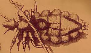 Attēlu rezultāti vaicājumam “Phthiraptera”