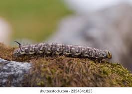 Attēlu rezultāti vaicājumam “Sphinx pinastri larva”