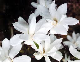 Attēlu rezultāti vaicājumam “Magnolia x loebneri flower”