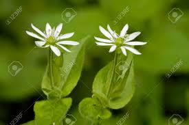 Attēlu rezultāti vaicājumam “Myosoton aquaticum”