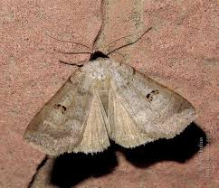 Attēlu rezultāti vaicājumam “Lygephila viciae”