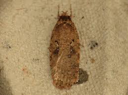 Attēlu rezultāti vaicājumam “Agonopterix heracliana”