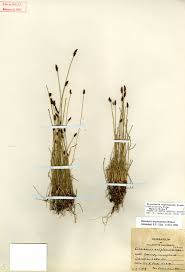 Attēlu rezultāti vaicājumam “Eleocharis uniglumis leaf”